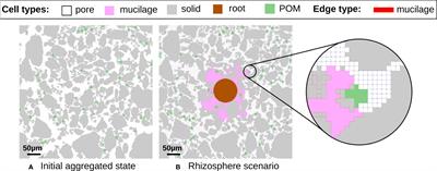 Pore scale modeling of the mutual influence of roots and soil aggregation in the rhizosphere